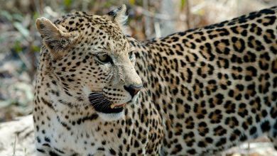 Photo of Femeie, atacată de un leopard în timpul unei ședințe foto. Felina se afla la un adăpost pentru animale care au trăit în captivitate