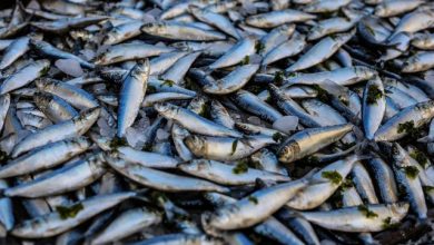 Photo of Dezastru ecologic în Spania: Tone de pești morți din cauza poluării cu nitrați
