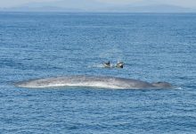 Photo of video | Au revenit în largul coastelor spaniole după patru decenii de absență. Balenele albastre, observate în Atlantic