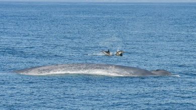 Photo of video | Au revenit în largul coastelor spaniole după patru decenii de absență. Balenele albastre, observate în Atlantic