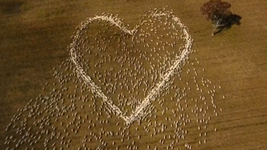 Photo of video | Un bărbat care nu a putut merge la înmormântare a desenat pe câmp o inimă din… oi. „Este doar dragoste”