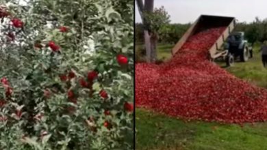 Photo of update, video | Ce spune ministerul Agriculturii despre merele descărcate pe marginea unui câmp din Dondușeni