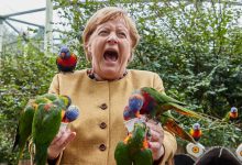 Photo of foto | Merkel, „atacată” de papagali în timpul unei vizite. A încercat să hrănească păsările din palmă