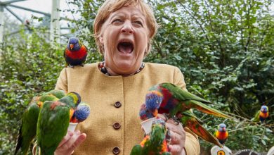 Photo of foto | Merkel, „atacată” de papagali în timpul unei vizite. A încercat să hrănească păsările din palmă