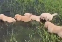 Photo of video | Prima lecție de înot a unor pui de labrador. Imaginile au devenit virale