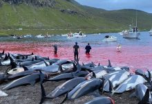 Photo of video | Val de furie după ce peste 1400 de delfini au fost omorâți într-o singură zi. Tradiția înfiorătoare are secole