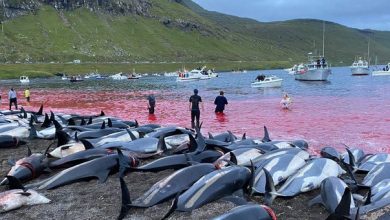 Photo of video | Val de furie după ce peste 1400 de delfini au fost omorâți într-o singură zi. Tradiția înfiorătoare are secole