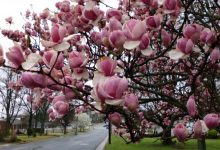 Photo of Arțarul, abanosul, magnolia și altele. Peste 30% dintre speciile de abori sunt pe cale de dispariție