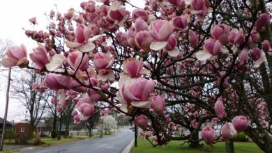 Photo of Arțarul, abanosul, magnolia și altele. Peste 30% dintre speciile de abori sunt pe cale de dispariție
