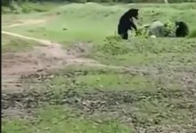 Photo of video | Momentul în care o ursoaică și puiul ei se joacă cu o minge aruncată de pe stadion, în timpul unui meci