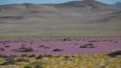 Photo of foto | Imagini incredibile! Unul dintre cele mai aride deșerturi din lume a înflorit, odată cu sosirea primăverii australe
