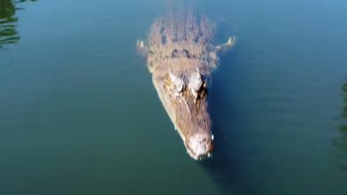 Photo of video | Momentul în care un crocodil a sărit și atacat drona unei echipe care filma un documentar