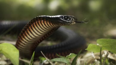 Photo of Cum și-a înscenat un bărbat moartea cu o cobră și care a fost scopul său