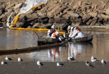 Photo of Dezastru ecologic: Sute de pești și păsări au murit după o scurgere masivă de petrol