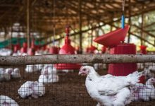 Photo of Azerbaidjanul suspendă importul de ouă și carne de pasăre din R. Moldova