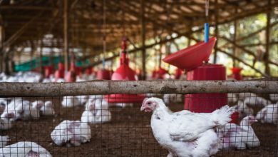 Photo of Azerbaidjanul suspendă importul de ouă și carne de pasăre din R. Moldova