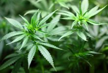 Photo of Prima țară europeană care legalizează creșterea și consumul de canabis