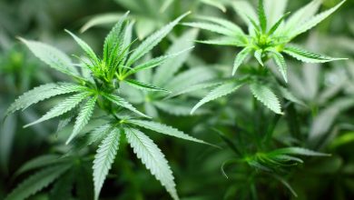 Photo of Prima țară europeană care legalizează creșterea și consumul de canabis
