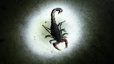 Photo of Incident bizar într-un mall din București. O femeie a fost înțepată de un scorpion când a deschis o cutie de banane