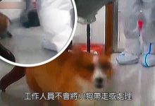 Photo of Autorităţile chineze au ucis câini şi pisici aparţinând unor pacienţi aflaţi în carantină