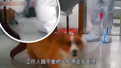 Photo of Autorităţile chineze au ucis câini şi pisici aparţinând unor pacienţi aflaţi în carantină