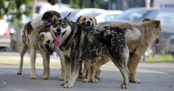 Photo of video | Problema animalelor fără companie din Chișinău va fi rezolvată. Ruslan Verbițchi: O întreprindere municipală se va ocupa ca nimeni să nu mai fie agresat de câinii fără stăpân