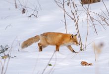 Photo of foto | Momentul spectaculos în care o vulpe face un salt, apoi se „înfige” în zăpadă pentru a-și vâna prada