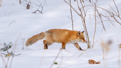 Photo of foto | Momentul spectaculos în care o vulpe face un salt, apoi se „înfige” în zăpadă pentru a-și vâna prada
