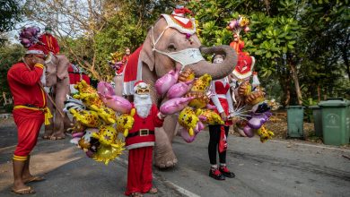 Photo of foto | Mai mulți elefanți au jucat rolul lui Moș Crăciun pentru copiii unei școli din Thailanda