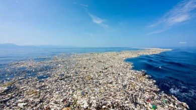 Photo of video, foto | Ce au descoperit cercetătorii în cea mai mare insulă artificială de gunoi din ocean