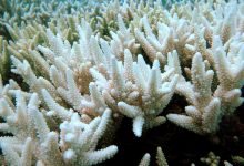 Photo of 700 de milioane de dolari investiți de Australia, pentru protejarea Marii Bariere de Corali