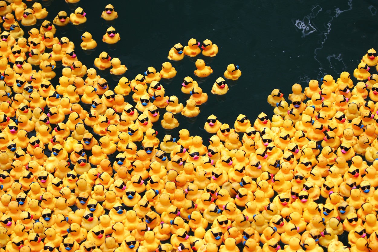 Chicago Ducky Derby. 75000 Rubber Ducks in Chicago. 72000 Rubber Ducks in Chicago River. Duck Derby Chicago.