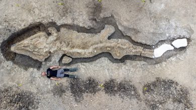 Photo of foto | „Monstrul apelor” – cea mai completă fosilă a unei reptile preistorice a fost descoperită în Marea Britanie