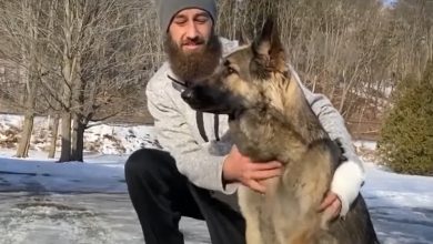 Photo of video | Un câine și-a salvat stăpânul după ce a condus poliția la locul accidentului unde el zăcea rănit şi cu hipotermie