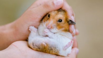 Photo of studiu | Hamsterii pot transmite oamenilor virusul COVID-19