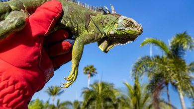 Photo of Plouă cu iguane în Florida. Este atât de frig, încât reptilele înghețate cad din copaci