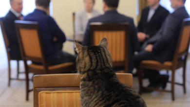 Photo of foto | O pisică „a pus stăpânire” pe primăria unui oraș din Ucraina: Participă la toate ședințele și întâlnirile oficiale