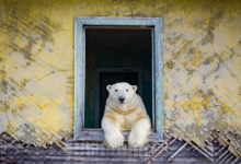 Photo of foto | 30 de urși polari, „rezidenți” ai unei foste stații meteo sovietice. Cum au fost surprinse animalele de un fotograf