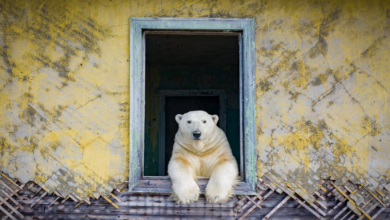 Photo of foto | 30 de urși polari, „rezidenți” ai unei foste stații meteo sovietice. Cum au fost surprinse animalele de un fotograf