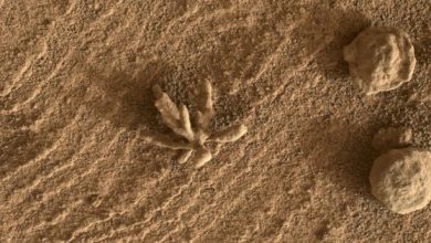 Photo of Surpriză de pe Marte: Roverul Curiosity a găsit o „floare marţiană” mai mică decât o monedă