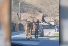Photo of video | Șofer filmat în timp ce chinuie un cal. Animalul, legat de mașină cu o funie, încearcă cu greu să țină pasul