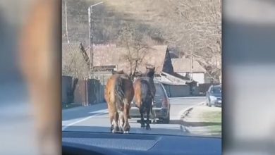Photo of video | Șofer filmat în timp ce chinuie un cal. Animalul, legat de mașină cu o funie, încearcă cu greu să țină pasul