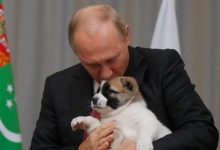 Photo of Investigație BBC: Cine sunt „superfanii” lui Putin care încearcă să promoveze imaginea liderului rus pe Facebook