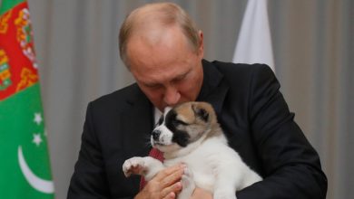Photo of Investigație BBC: Cine sunt „superfanii” lui Putin care încearcă să promoveze imaginea liderului rus pe Facebook