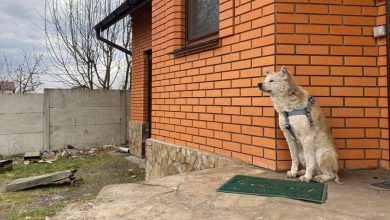 Photo of video | Un patruped își așteaptă de o lună stăpâna care ar fi fost omorâtă de un cecen în Ucraina