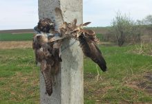 Photo of foto | Ecologiști: Fenomenul de persecuție a păsărilor ia amploare în R. Moldova. Imagini șocante cu vietăți ucise și legate de stâlpi