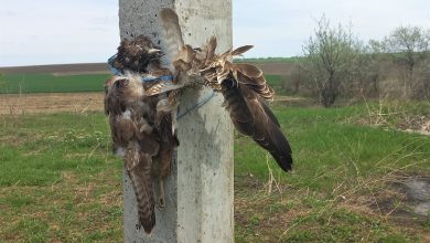 Photo of foto | Ecologiști: Fenomenul de persecuție a păsărilor ia amploare în R. Moldova. Imagini șocante cu vietăți ucise și legate de stâlpi
