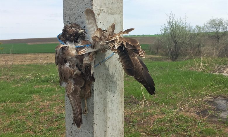 Photo of foto | Ecologiști: Fenomenul de persecuție a păsărilor ia amploare în R. Moldova. Imagini șocante cu vietăți ucise și legate de stâlpi