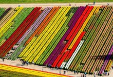 Photo of foto | Câmpurile din Olanda au prins culoare. Cum arată de sus lalelele înflorite