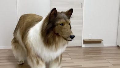 Photo of video | Un bărbat „a renunțat” la a fi om și încearcă să intre în pielea unui câine. Transformarea a început cu un costum de 15.000 de dolari